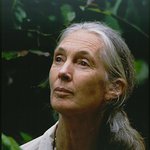 Jane Goodall: Profile